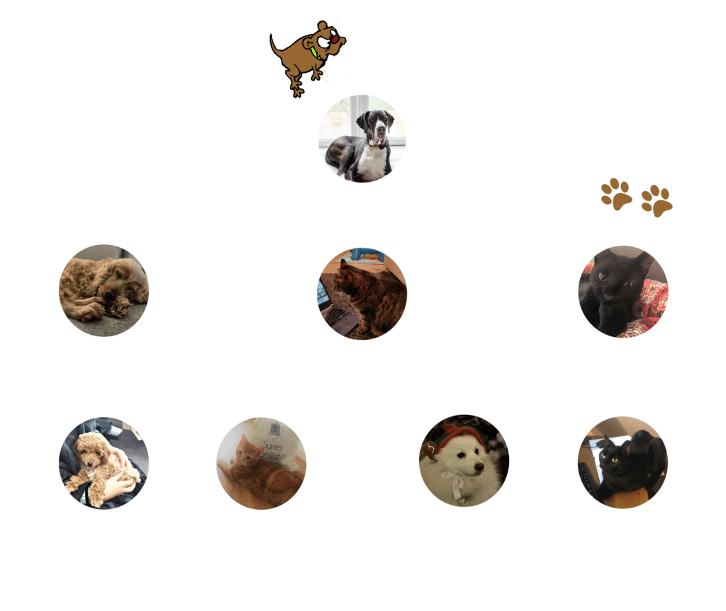 Pets at work